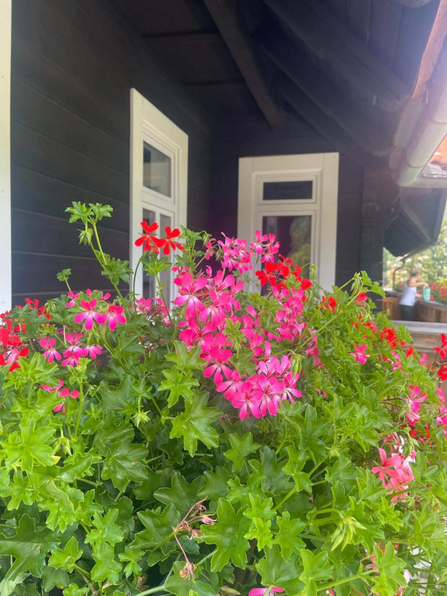 Apartmanovy Dum Jansky Sen Janske Lazne Exterior photo